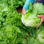 初夏　新鮮レタスの収穫風景